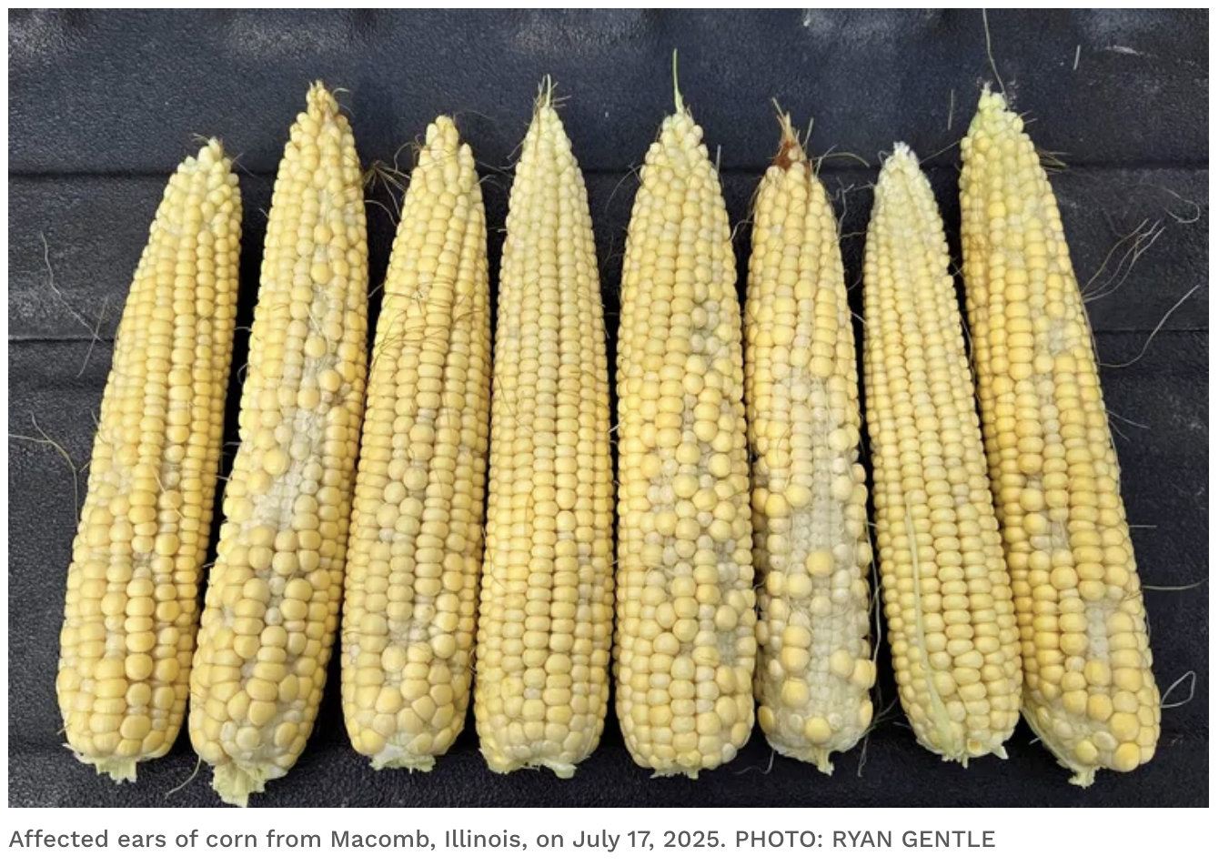 How ‘Tight Tassel Wrap’ is Squeezing Corn Farmers Already Reeling from Tariffs